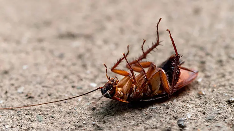 Cucaracha muerta en el suelo tras un servicio profesional de fumigación y control de plagas de Klinn.